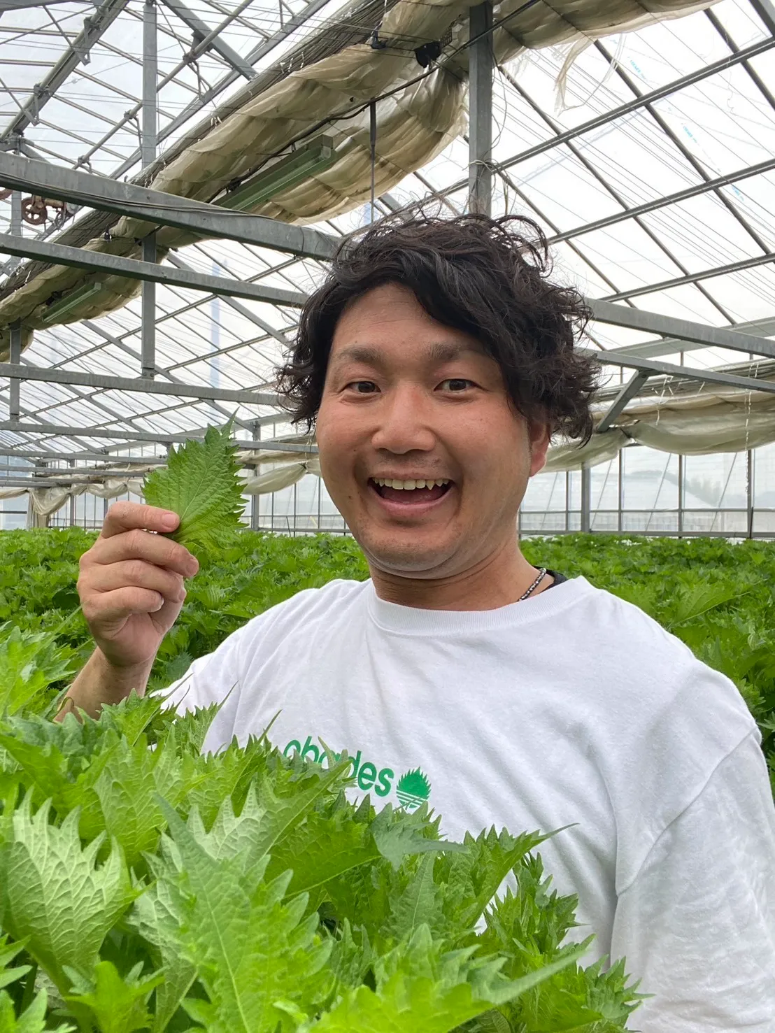 365日大葉を食べる人